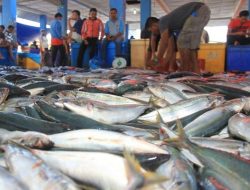 Tanda Kiamat Muncul Lagi,Ukuran Ikan Laut Mengecil