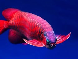 Jalur Ekspor Arwana Super Red Dibuka Lagi Lewat Bandara Internasional Supadio