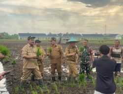Petani di Pontianak Utara Tanam Bibit Unggul Padi di Lahan 15 Hektare