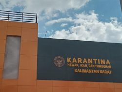 Tanpa Karantina, Bongkar Muat Babi Di Dermaga Satria  Dipastikan Ilegal