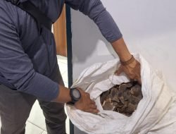 Kasus Perdagangan 109 Kg Sisik Trenggiling Masuk Meja Hijau