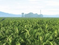Tahun 2023, Kalbar Baru Kecipratan Dana Bagi Hasil Sawit Sebesar Rp310,92 Miliar