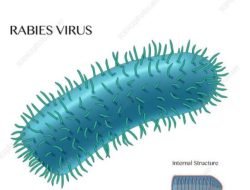 Dinkes Kalbar Catat 1.561 Kasus Gigitan Hewan Penular Rabies Sepanjang 2024