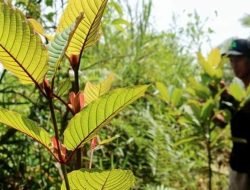 Ekspor Kratom Dibebaskan Asal Diatur Tata Niaganya