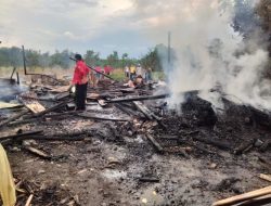 Kandang Kebakaran, 12 Ekor Kambing  Terpanggang