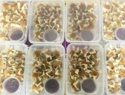 Berawal dari KUM Bank Kalbar, Dimsum Mini Produksi Rumahan Lesly Dinanti Setiap Hari