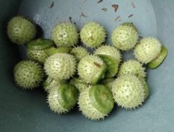 Selidiki Kasus Mabuk Kecubung yang Viral, Polda Kalsel Tunggu Hasil Laboratorium Forensik