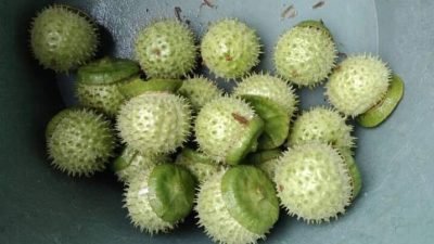 Selidiki Kasus Mabuk Kecubung yang Viral, Polda Kalsel Tunggu Hasil Laboratorium Forensik