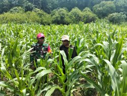 Wujudkan Kelestarian Pangan masyarakat, Babinsa Kodim 1209-07/Jgb Dampingi Petani Jagung di Bengkayang