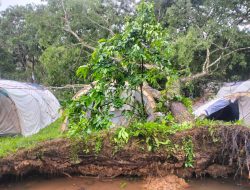 Pohon Tumbang di Perkemahan PMI, Satu Relawan Meninggal Dunia