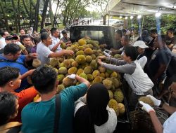 Rebutan Durian Jemongko, Rela Antre Sebelum Lapak Buka