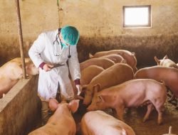 Waspada! Virus Mematikan African Swine Fever Mengancam Perbatasan Indonesia-Malaysia