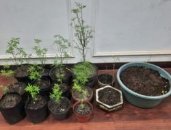 Lansia Tanam Ganja di Halaman Rumah