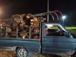 Dua Pria Tertangkap Basah Curi Sawit di Sambas, Mobil dan 90 Janjang TBS Disita