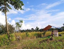 Panen Raya Padi di Kecamatan Sajingan Besar: Petani Masih Gunakan Alat Tradisional