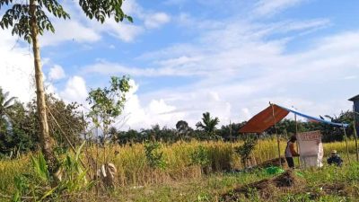 Suasana panen padi di Dusun Batu Hitam, Kecamatan Sajingan Besar. Seorang petani terlihat sedang bekerja di bawah tenda sederhana dengan karung beras di sampingnya, sementara hamparan sawah menguning membentang di belakangnya.