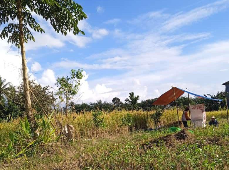 Suasana panen padi di Dusun Batu Hitam, Kecamatan Sajingan Besar. Seorang petani terlihat sedang bekerja di bawah tenda sederhana dengan karung beras di sampingnya, sementara hamparan sawah menguning membentang di belakangnya.