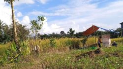 Suasana panen padi di Dusun Batu Hitam, Kecamatan Sajingan Besar. Seorang petani terlihat sedang bekerja di bawah tenda sederhana dengan karung beras di sampingnya, sementara hamparan sawah menguning membentang di belakangnya.