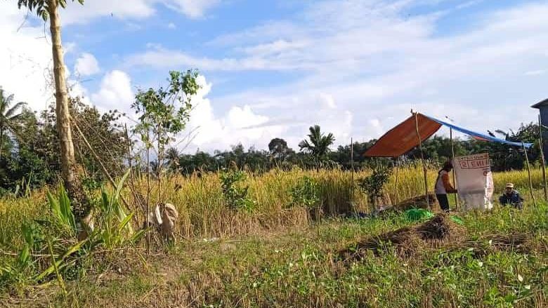 Suasana panen padi di Dusun Batu Hitam, Kecamatan Sajingan Besar. Seorang petani terlihat sedang bekerja di bawah tenda sederhana dengan karung beras di sampingnya, sementara hamparan sawah menguning membentang di belakangnya.