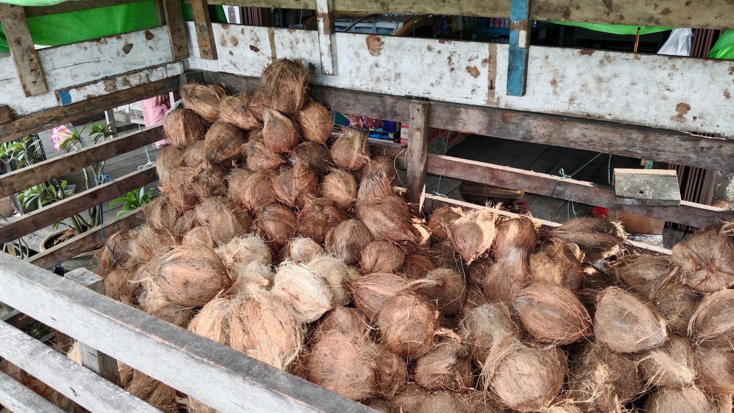 Tumpukan kelapa tua di atas kendaraan pedagang di Kabupaten Sambas. Harga kelapa santan mengalami kenaikan akibat ekspor ke Malaysia dan China yang mengurangi pasokan dalam negeri.