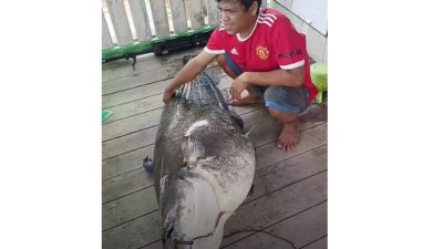 IKAN RAKSASA - Seorang nelayan di Mempawah berhasil menangkap Ikan Tapah Raksasa kemarin.