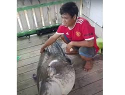Ikan Raksasa Seberat 76 Kilogram Ditangkap Warga Mempawah