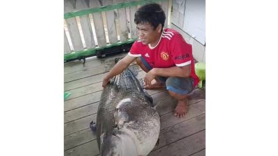 IKAN RAKSASA - Seorang nelayan di Mempawah berhasil menangkap Ikan Tapah Raksasa kemarin.