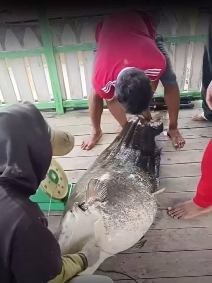 Ikan tapah raksasa tertangkap warga di Mempawah.