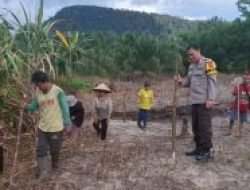 Polsek Sajingan Besar Tanam Jagung Dukung Ketahanan Pangan di Perbatasan Sambas
