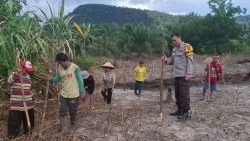 Kapolsek Sajingan Besar IPTU Edy Sutrisno, Bhabinkamtibmas Desa Sungai Bening Bripka Raga Sanjaya serta Ketua Kelompok Tani Supardi dan anggota kelompok lainnya. (Ist) faktakalbar.id