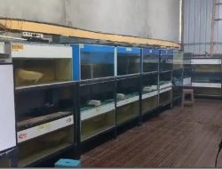 Penangkaran Arwana Di Desa Limbung Ilegal, Harus Disanksi Hukum !