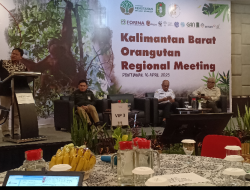 Validasi Data dan Populasi Habitat, Komitmen BKSDA Kalimantan Barat dalam Konservasi Orangutan