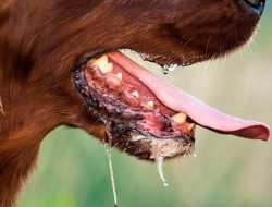 Diduga Rabies, Anjing Agresif Serang Dua Warga Sekayam hingga Luka-luka