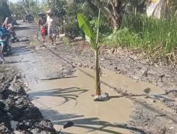 Kesal Jalan Tak Diperbaiki, Warga Sungai Dungun Sambas Tanam Pisang di Tengah Jalan