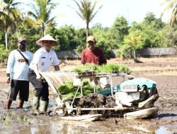 Dukung Program Nasional Penanaman Padi Serentak, Pontianak Targetkan Produksi 800 Ton per Tahun