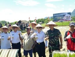 Presiden RI Luncurkan Gerina, Kasdam XII/Tanjungpura Ikut Tanam Padi Serentak di Kalimantan Barat