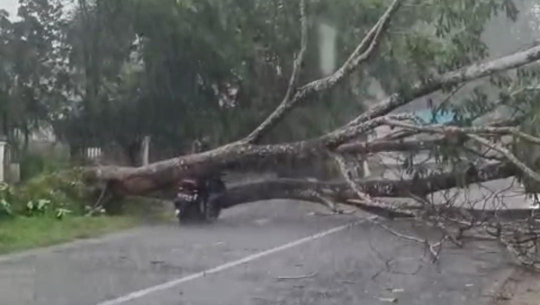 Pohon menimpa seorang pengendara motor bernama Noval Syah Dewa yang sedang melintas. Foto: HO/Faktakalbar.id