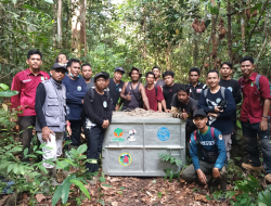 Perjalanan Kembali ke Rimba: Orangutan Jantan Dewasa Ditranslokasikan ke Hutan Lindung Gunung Tarak