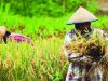 Pemkab Sintang Dukung Target Ketahanan Pangan Nasional 2025