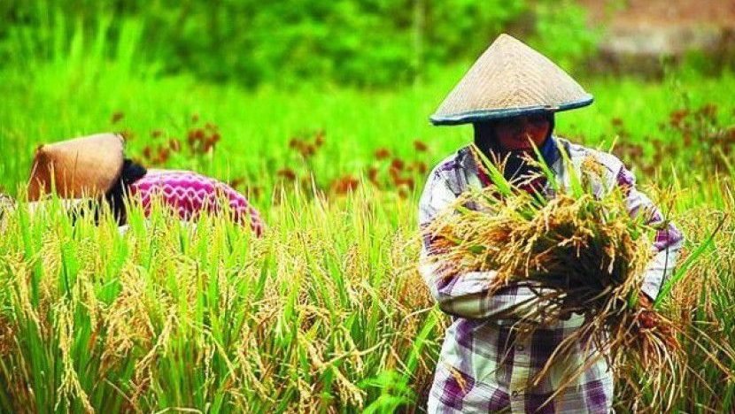 Pemkab Sintang menyatakan dukungan terhadap program ketahanan pangan nasional 2025 dengan memperluas lahan tanam padi, jagung, dan kedelai di wilayahnya. Foto: Ist.