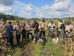 Panen Perdana, Polsek Jawai dan Petan Capai 4,9 Ton Jagung