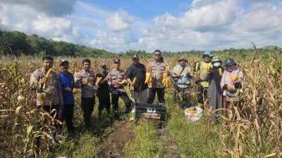 Panen Perdana, Polsek Jawai dan Petan Capai 4,9 Ton Jagung