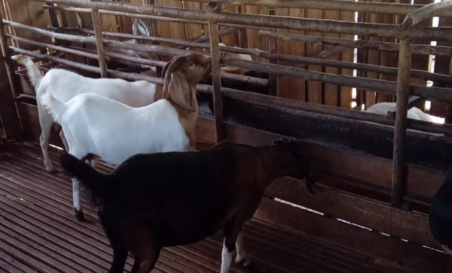 Perternakan Kambing Ridwan Semparuk Sambas. (Dok. Faktakalbar.id)