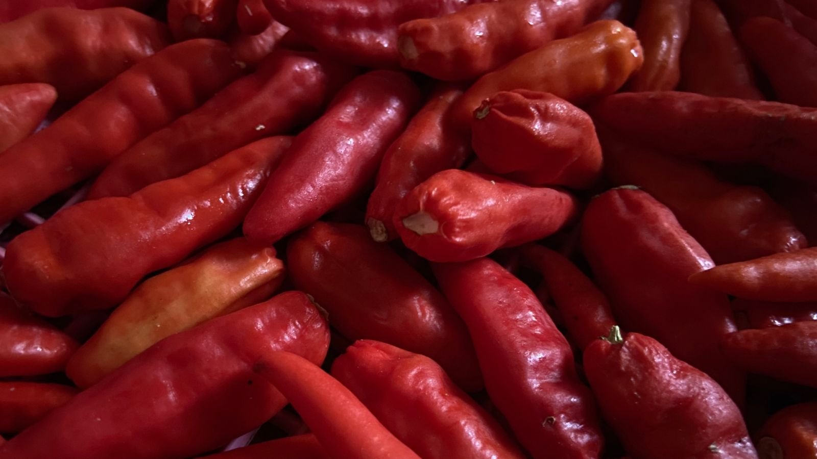 Gambar cabai rawit Dok. Ho/Faktakalbar.id