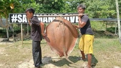 Nelayan lokal di Mempawah dengan bangga memperlihatkan ikan pari raksasa seberat 41,5 kg hasil tangkapannya di kawasan Mangrove Park. Dok Faktakalbar.id