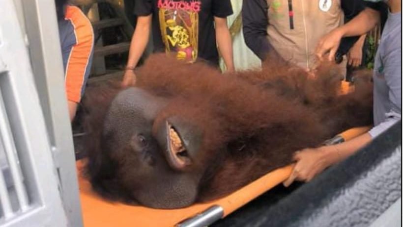 Mungky, orangutan jantan Kalimantan, saat tiba di Pusat Suaka Orangutan (PSO) ARSARI Kalimantan Timur usai menjalani perjalanan panjang dari Sintang. Foto: HO/Faktakalbar.id