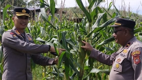 Ilustrasi - Panen Raya Jagung serentak akan digelar 2 Juni 2025 dan dipusatkan di Kabupaten Bengkayang, Kalbar. Foto: HO/Faktakalbar.id