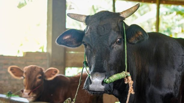 Ilustrasi hewan kurban. (pixabay)