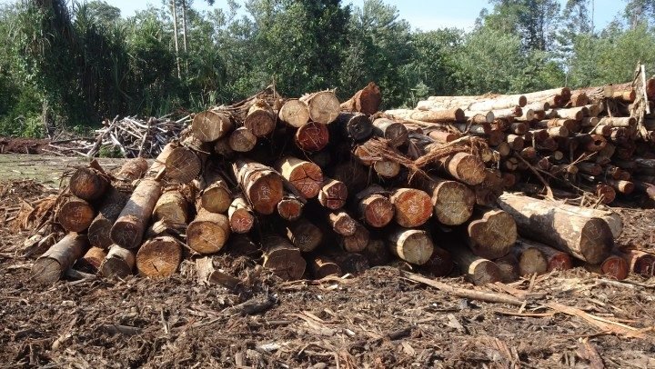 Ilustrasi - Tumpukan kayu bulat tanpa dokumen sah yang menjadi barang bukti dalam kasus peredaran hasil hutan ilegal di Ketapang. Foto: eyesontheforest.or.id