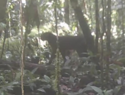 Penampakan Langka Kucing Merah Kalimantan Terekam di TN Kayan Mentarang